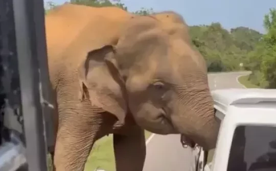 Sri Lanka: Du khách Nga thoát chết trong gang tấc khi bị voi rừng tấn công