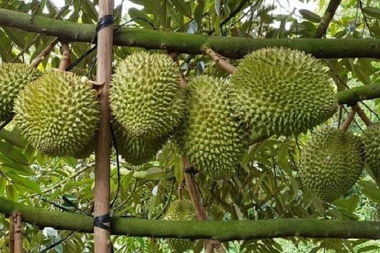 Giá sầu riêng hôm nay 30/1: Ri6 loại A tăng lên 80.000 đồng/kg do nguồn cung thu hẹp