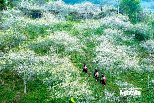 Dự báo thời tiết Nghệ An: Chiều tối 31/1, trời chuyển rét; nhiệt độ có nơi dưới 14 độ C