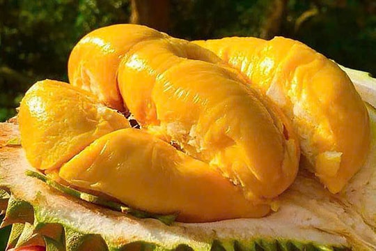 Giá sầu riêng hôm nay 31/1: Sầu Thái loại A lập đỉnh 145.000 đồng/kg