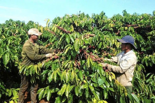 Giá cà phê hôm nay 1/2: Giảm sâu về mốc 100.000 đồng/kg do áp lực bán từ Brazil