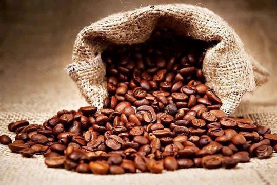 Giá cà phê hôm nay 2/2: Giảm nhẹ nhưng vẫn neo cao trên 100.000 đồng/kg