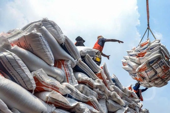 Giá lúa gạo hôm nay 5/2: Giá lúa tươi biến động mạnh, gạo xuất khẩu tăng nhẹ