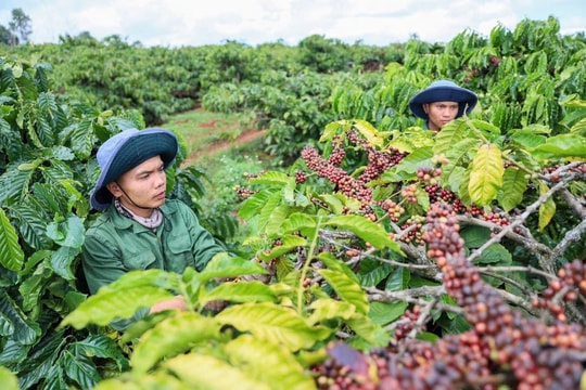 Giá cà phê ngày 5/2: Giảm mạnh 4.600 đồng/kg, thị trường thế giới bán tháo