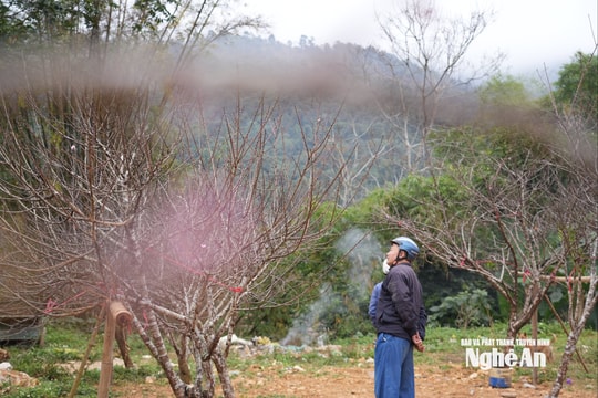 Đào rừng Nghệ An khan hiếm, giá tăng cao