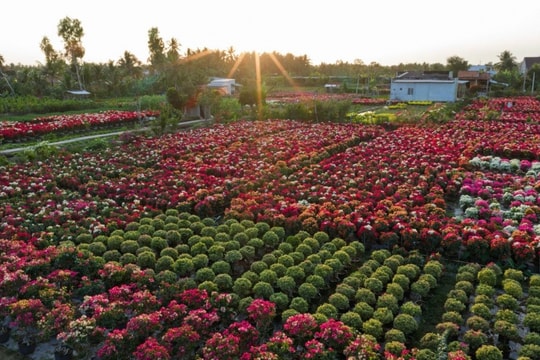 Phú Sơn (Vĩnh Long): Chiêm ngưỡng "vương quốc" hoa giấy rực rỡ sắc xuân miền Tây