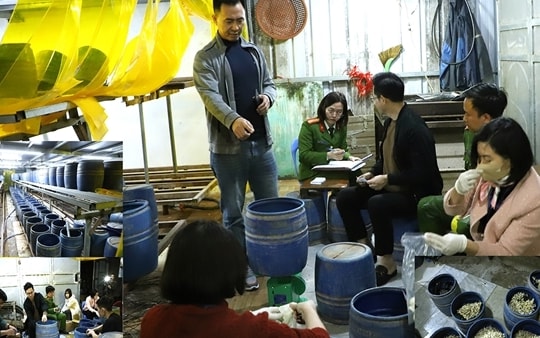 Khởi tố, bắt tạm giam đối tượng sản xuất gần 2,8 tấn giá đỗ bằng chất cấm