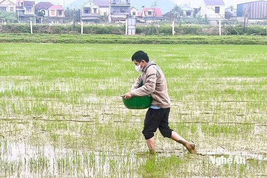 Nguy cơ sâu bệnh xuất hiện gây hại cây trồng vụ xuân