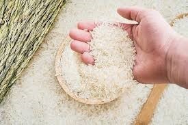 Giá lúa gạo ngày 10/2/2026: Thị trường ổn định, lúa thơm neo ở mức 6.700 đồng/kg