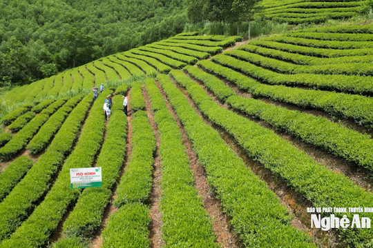 Nông nghiệp hữu cơ trong chiến lược phát triển nông nghiệp xanh