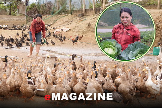 Làm giàu từ vịt bầu bản địa, lan tỏa sinh kế cho người dân