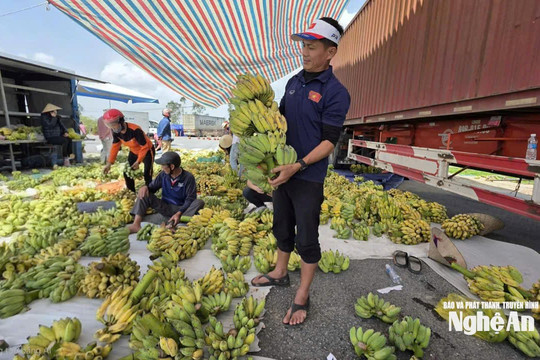 Nghệ An: Giá chuối xanh tăng mạnh dịp Tết, sức mua chững lại