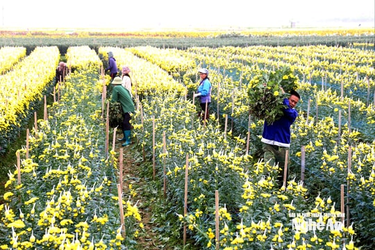 Thời tiết Nghệ An ngày 17/2 (mồng 1 Tết): Ngày nắng yếu, chiều tối và đêm có mưa rào