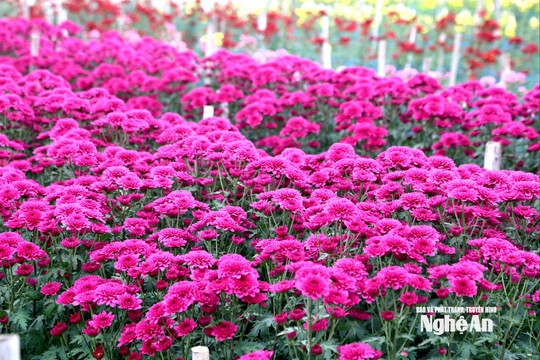 Hoa cúc Tết được giá, nhà vườn Nghệ An phấn khởi