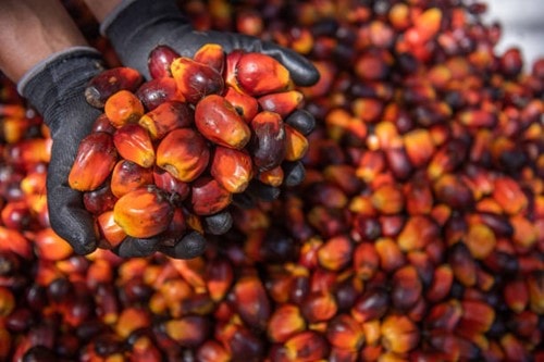 Giá dầu cọ giảm xuống 4.045 Ringgit khi Indonesia tạm dừng mở rộng nhiên liệu sinh học