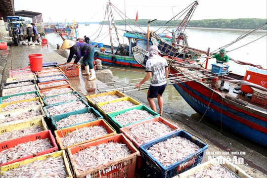 Chuyến biển cuối năm trúng đậm, ngư dân phấn khởi vì hải sản được giá