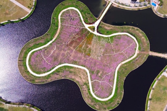 Cà Mau: Khám phá đảo hoa cánh bướm 2,5 ha lớn nhất đất Mũi