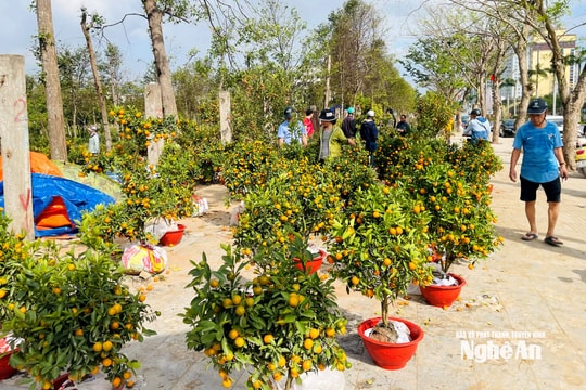 Chợ đào, quất ngày 29 Tết: Giảm sâu vẫn ế, tiểu thương “vừa bán vừa cho”