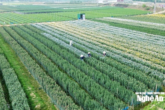 Thời tiết Nghệ An ngày 20/2 (Mồng 4 Tết): Sáng sớm và đêm có sương mù, ngày trời nắng, gió nhẹ