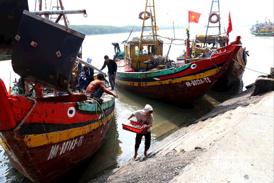 Mồng 4 Tết, nông dân Nghệ An nhộn nhịp ra đồng, bám biển