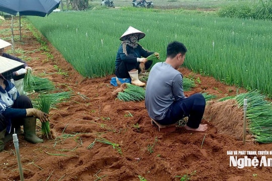 Vựa rau Nghệ An được giá nhờ điều tiết nguồn cung
