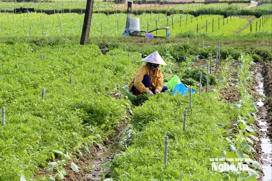 Thời tiết Nghệ An ngày 28/2: Ngày nắng, chiều và tối có mưa rào