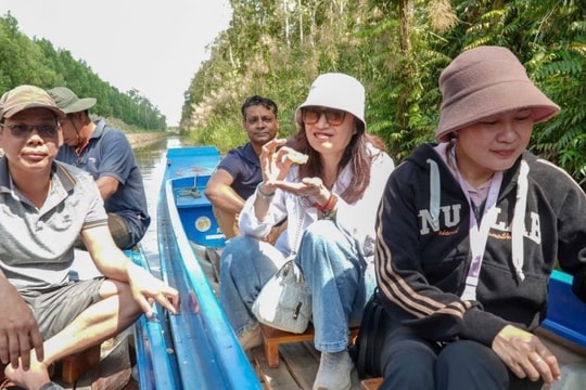 Cà Mau: Trải nghiệm ăn ong và khám phá nghề gác kèo ong giữa rừng U Minh Hạ