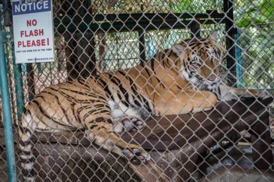 Chiang Mai: 72 con hổ tại khu du lịch Tiger Kingdom chết do dịch bệnh bùng phát