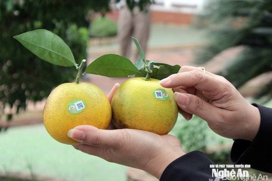 Truy xuất nguồn gốc bằng mã QR: 'Giấy thông hành' cho nông sản Nghệ An