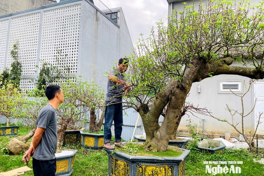 Tiểu thương loay hoay thanh lý đào sau Tết