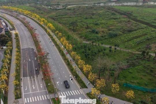 Hà Nội: Chiêm ngưỡng cung đường hoa phong linh rực vàng xen lẫn sắc đỏ hoa gạo