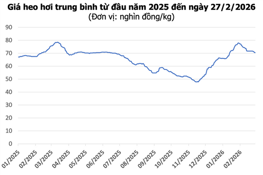 Giá heo hơi hôm nay 27/2: Miền Bắc và miền Trung giảm nhẹ, thấp nhất 69.000 đồng/kg