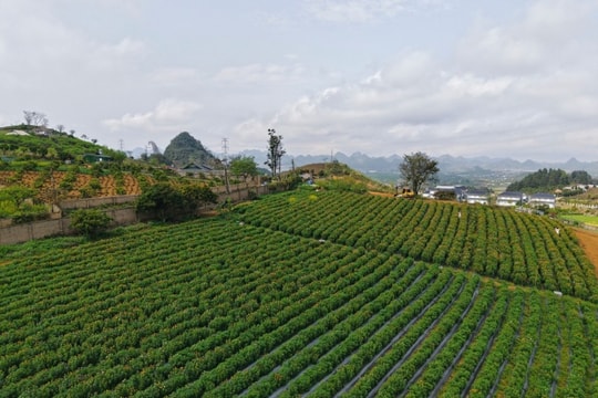 Mộc Châu: Check-in đồi hoa bất tử rực rỡ rộng 4.000 m2