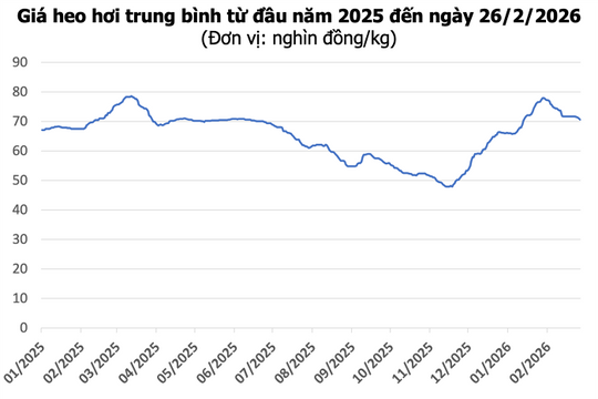 Giá heo hơi hôm nay 26/2: Miền Bắc và miền Trung giảm sâu đến 2.000 đồng/kg