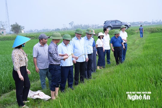 Phó Chủ tịch UBND tỉnh Nguyễn Văn Đệ kiểm tra, chỉ đạo sản xuất nông nghiệp tại các địa phương