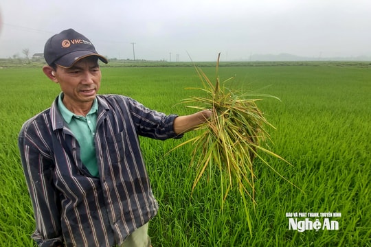 Nông dân Nghệ An chủ động phòng trừ chuột gây hại lúa xuân