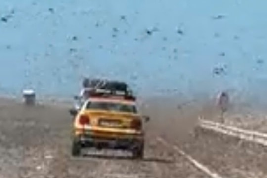 Sa mạc Sahara và Canary: Cận cảnh 'bão' châu chấu phủ kín bầu trời vùng duyên hải