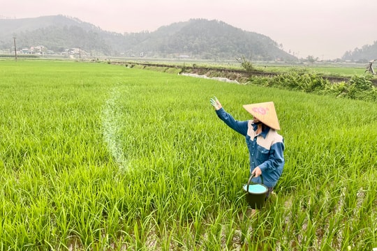 Gần 30 ha lúa ở Khánh Hậu - Trường Vinh bị vàng lá, chưa rõ nguyên nhân