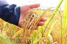 Giá lúa gạo ngày 3/3: Giá xuất khẩu đi ngang, giao dịch nội địa thận trọng