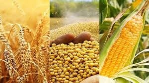 Báo cáo USDA: Sản lượng ngô thế giới đạt 1.295,9 triệu tấn niên vụ 2025/2026