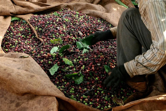 Giá tiêu hôm nay 5/3/2026: Đồng loạt giảm tới 2.000 đồng/kg
