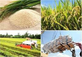 Giá lúa gạo ngày 5/3: Thị trường ổn định, gạo Đài Thơm 8 đạt 9.600 đồng/kg