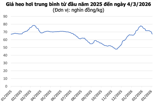 Giá heo hơi ngày 4/3: Miền Bắc và miền Trung giảm sâu, mức thấp nhất 65.000 đồng/kg
