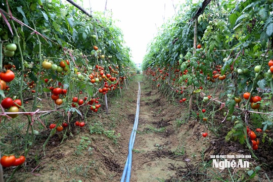 Thời tiết Nghệ An ngày 1/4: Trời nắng, chiều và đêm có mưa rào và dông