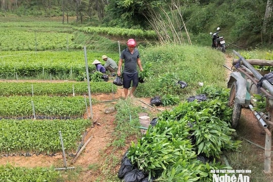 Keo giống tại Nghệ An tăng giá kỷ lục vẫn “cháy” hàng