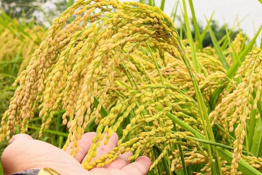 Giá lúa gạo hôm nay 6/3: Lúa tươi giảm 100 đồng/kg, gạo xuất khẩu ổn định