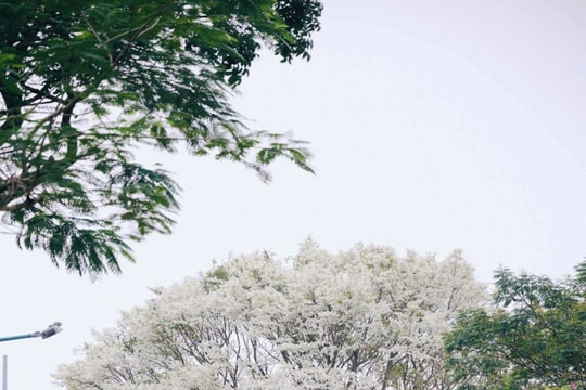 Hà Nội: Những cung đường ngắm hoa sưa trắng tinh khôi trong tháng 3