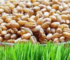 Nguồn cung lúa mì 2025/26 tăng mạnh lên 837,8 triệu tấn, áp lực giảm giá gia tăng