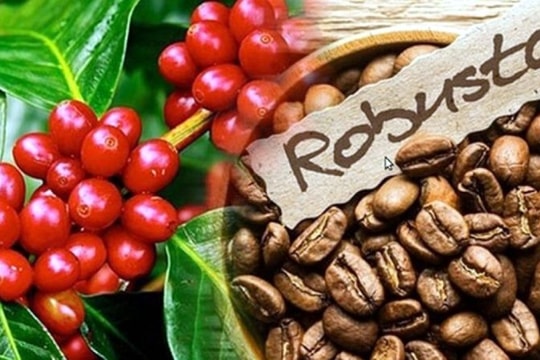 Giá cà phê hôm nay 8/3: Thị trường nội địa tăng 800 đồng/kg, sát mốc 97.000 đồng