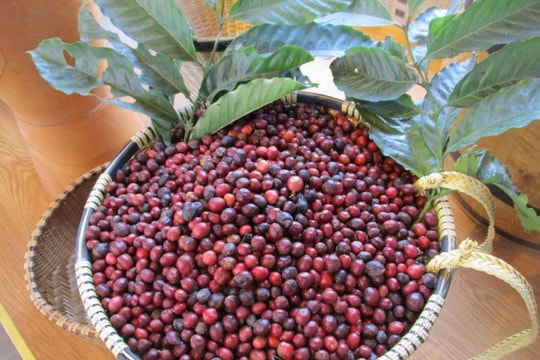 Giá cà phê hôm nay 7/3: Robusta và Arabica đồng loạt tăng, trong nước đạt 96.000 đồng/kg